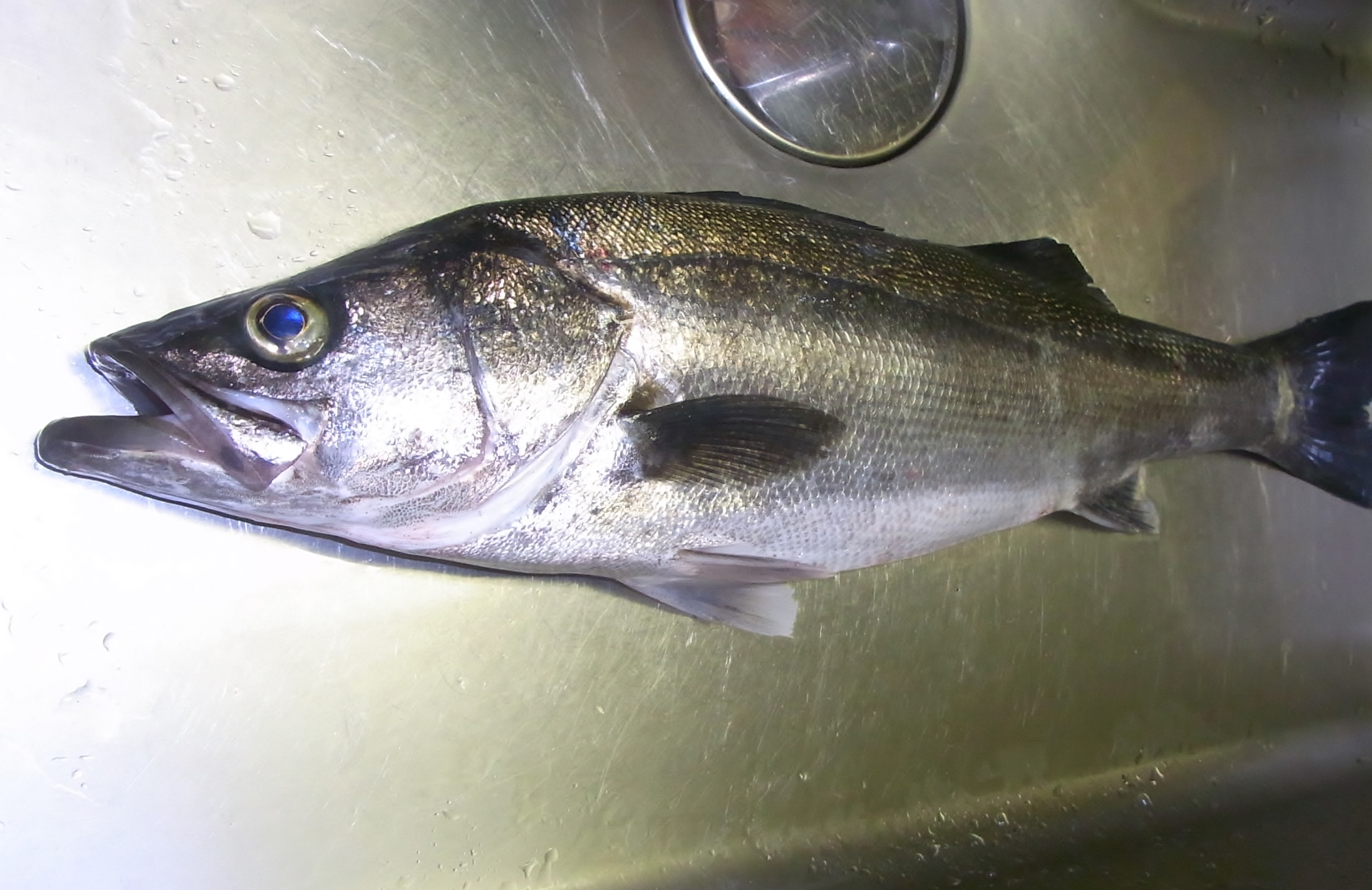 シーバスは食べるとおいしい？他のまずいと言われる魚と合わせてご紹介！