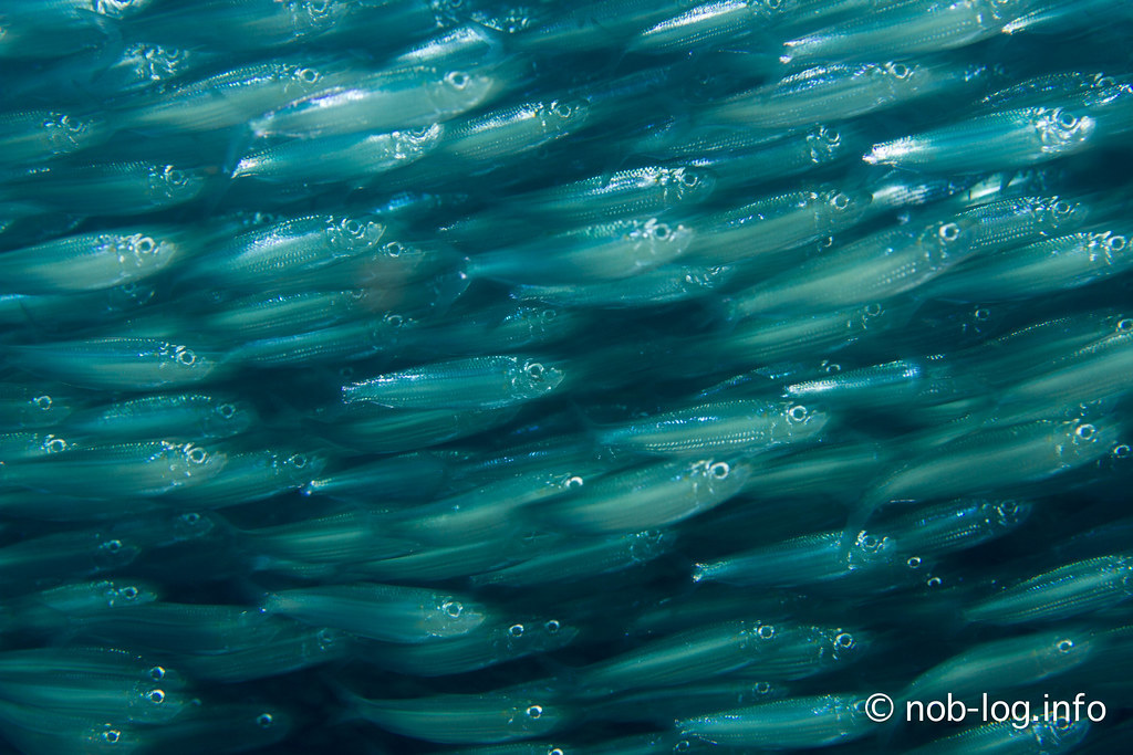 ミジュンの釣り方は?ねらい目のポイントや道具、コツなどをご紹介!