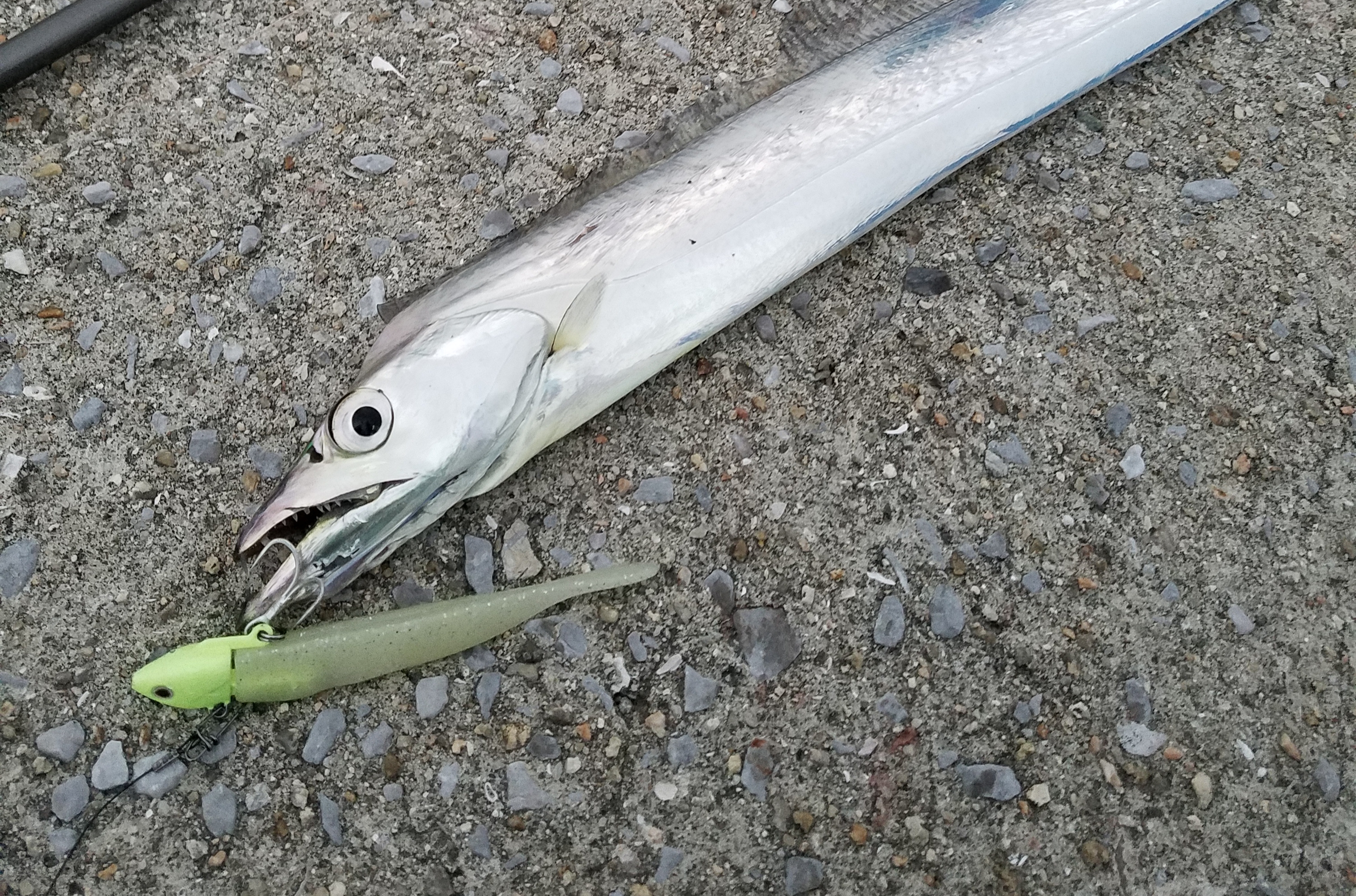 ワインド釣法で釣れるコツは？ロッドワークやポイントの選び方、シーズンを解説！