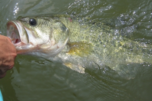 ジャッカル「ソウルシャッド」がスゴイ!種類ごとのおすすめの使い方をご紹介!