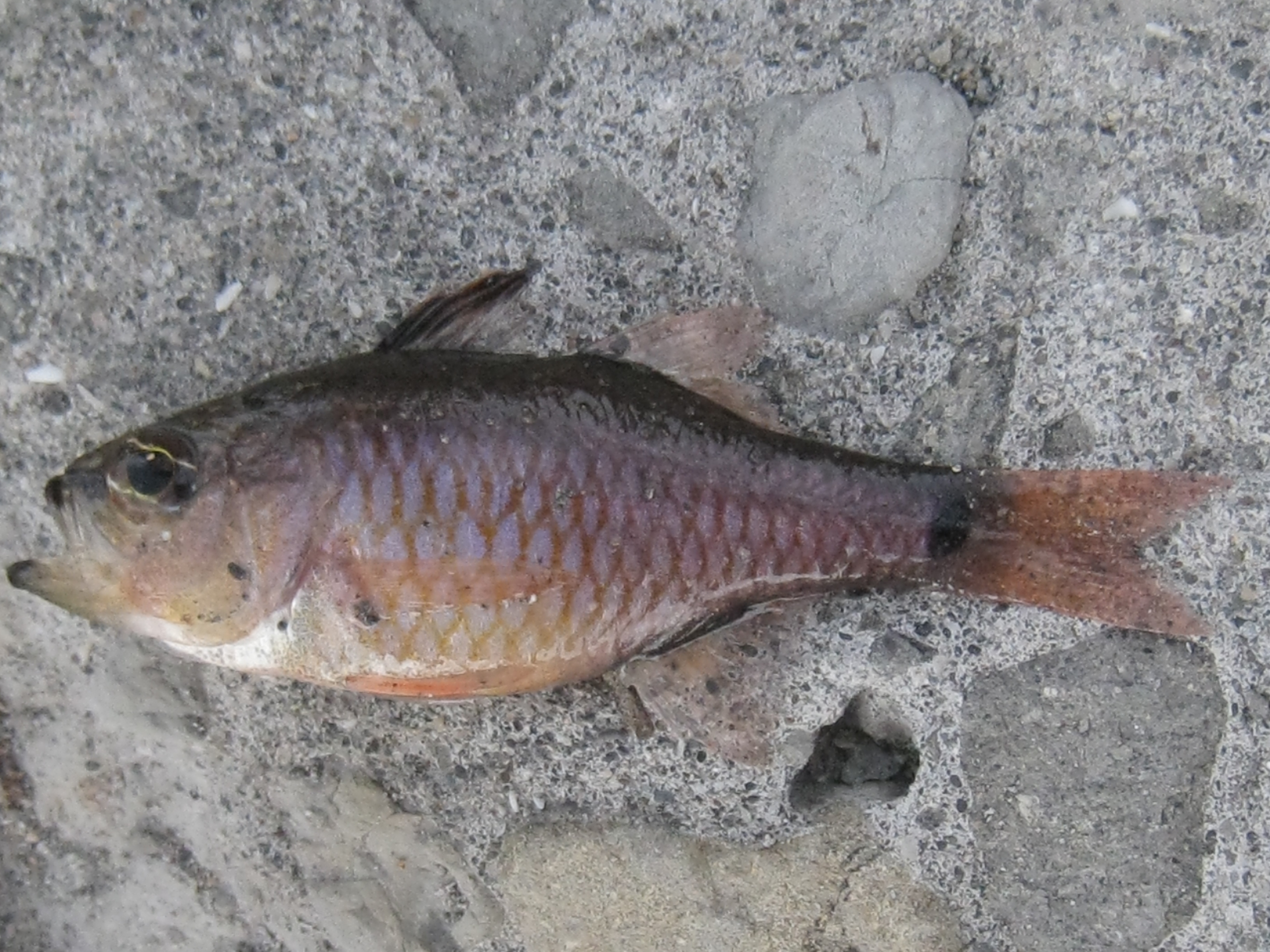 ネンブツダイはどんな魚？味や料理方法、時期、大きさなどをご紹介！