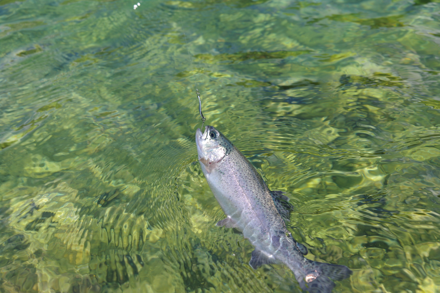 としまえんフィッシングエリアとは？場所や値段、釣れる魚をご紹介！