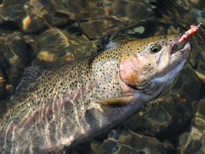 としまえんフィッシングエリアの評判をご紹介！釣れる？釣れない？