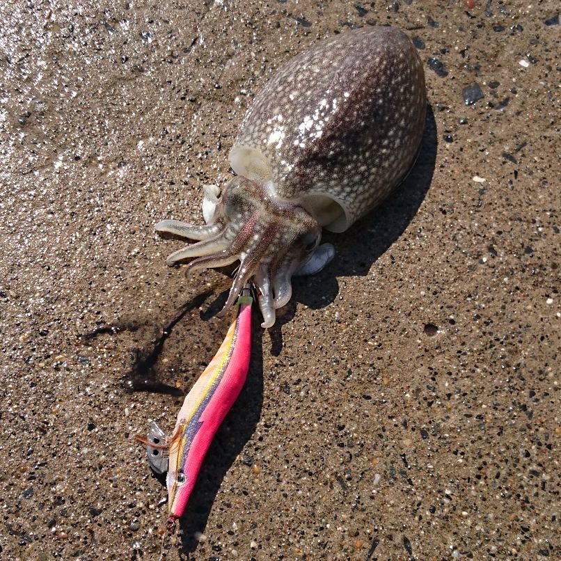 ダイソーのエギで本当にイカは釣れる？100均ルアーの釣果や評価をご紹介！