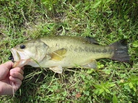 アブガルシア「Revo LT7」ってどう?軽量で疲れにくいベイトリールをご紹介!