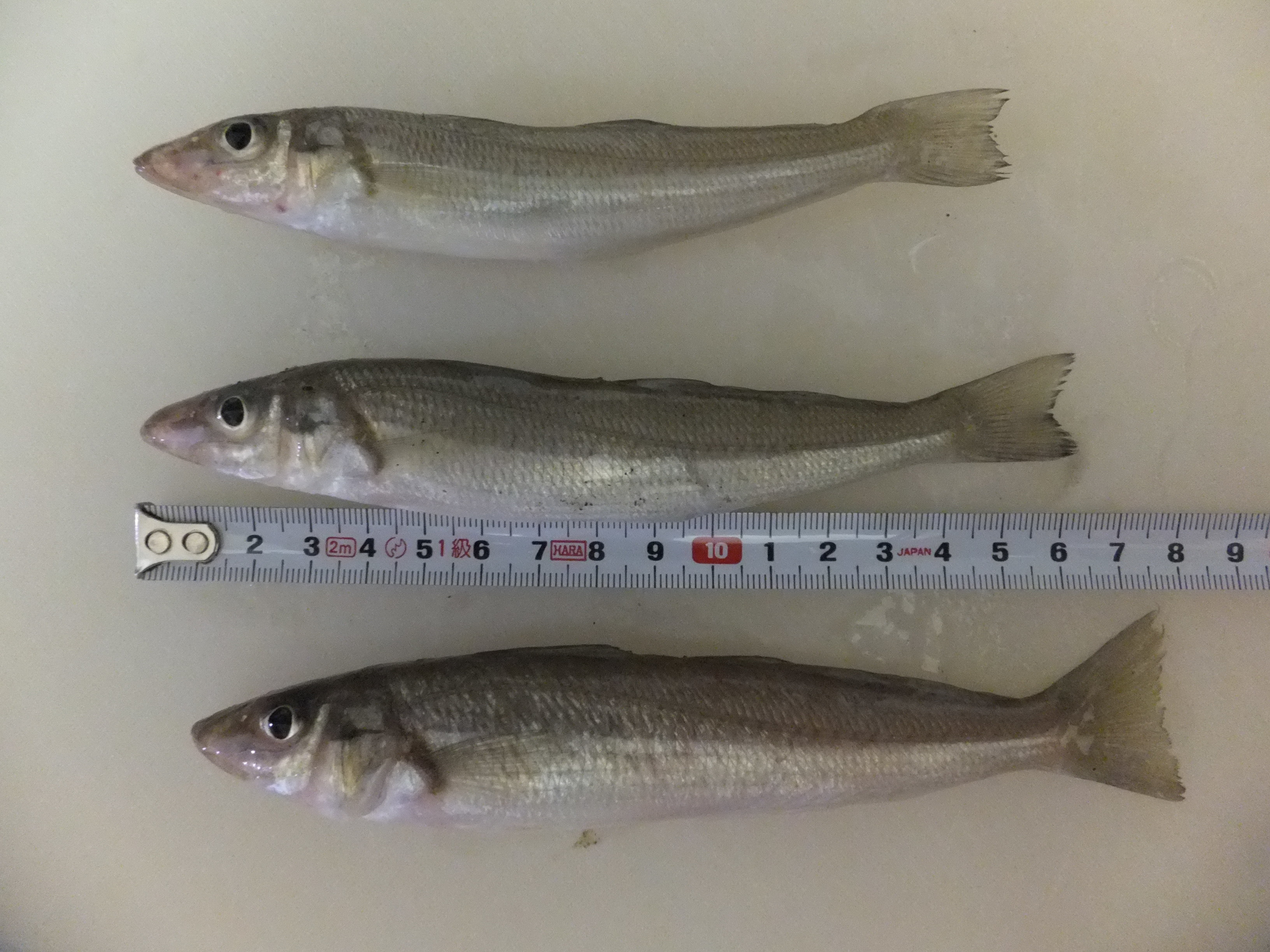 キス釣りの時期と生態をご紹介！初心者でも釣れる仕掛けや釣り方は？