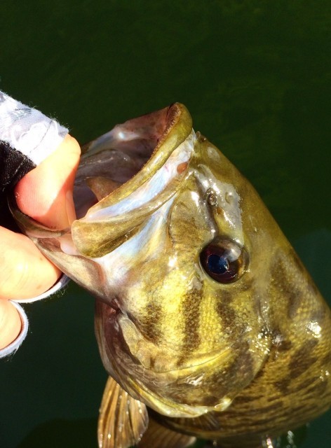 スモールマウスバスの釣り方は？習性や狙い方、オススメルアーをご紹介！