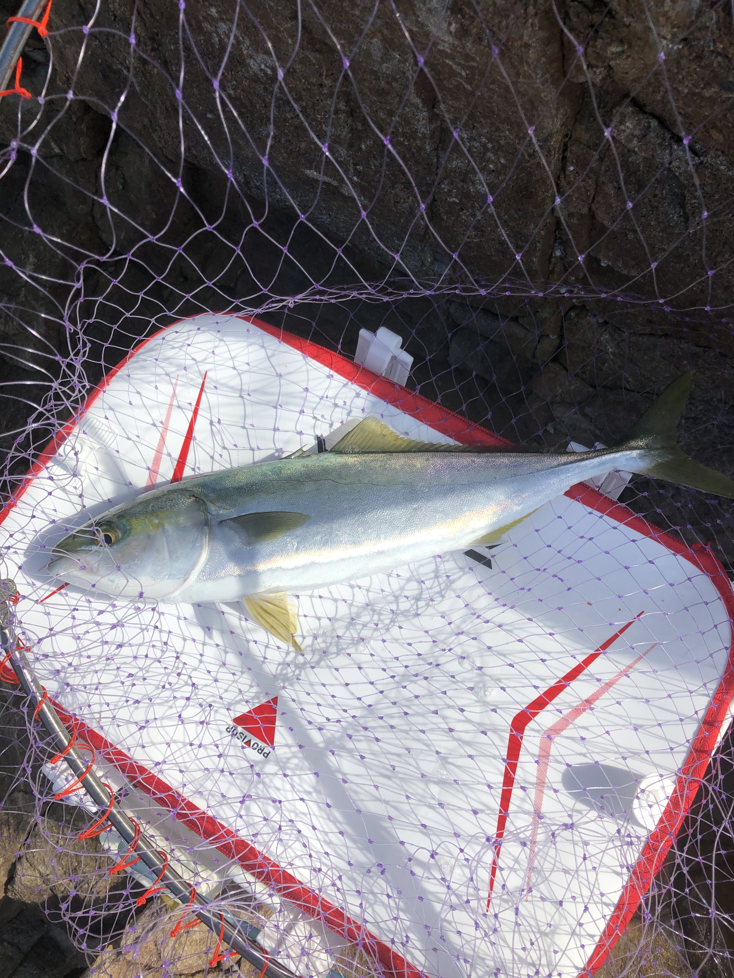 サーフトローリングとは？釣り方や仕掛け、おすすめタックルをご紹介！