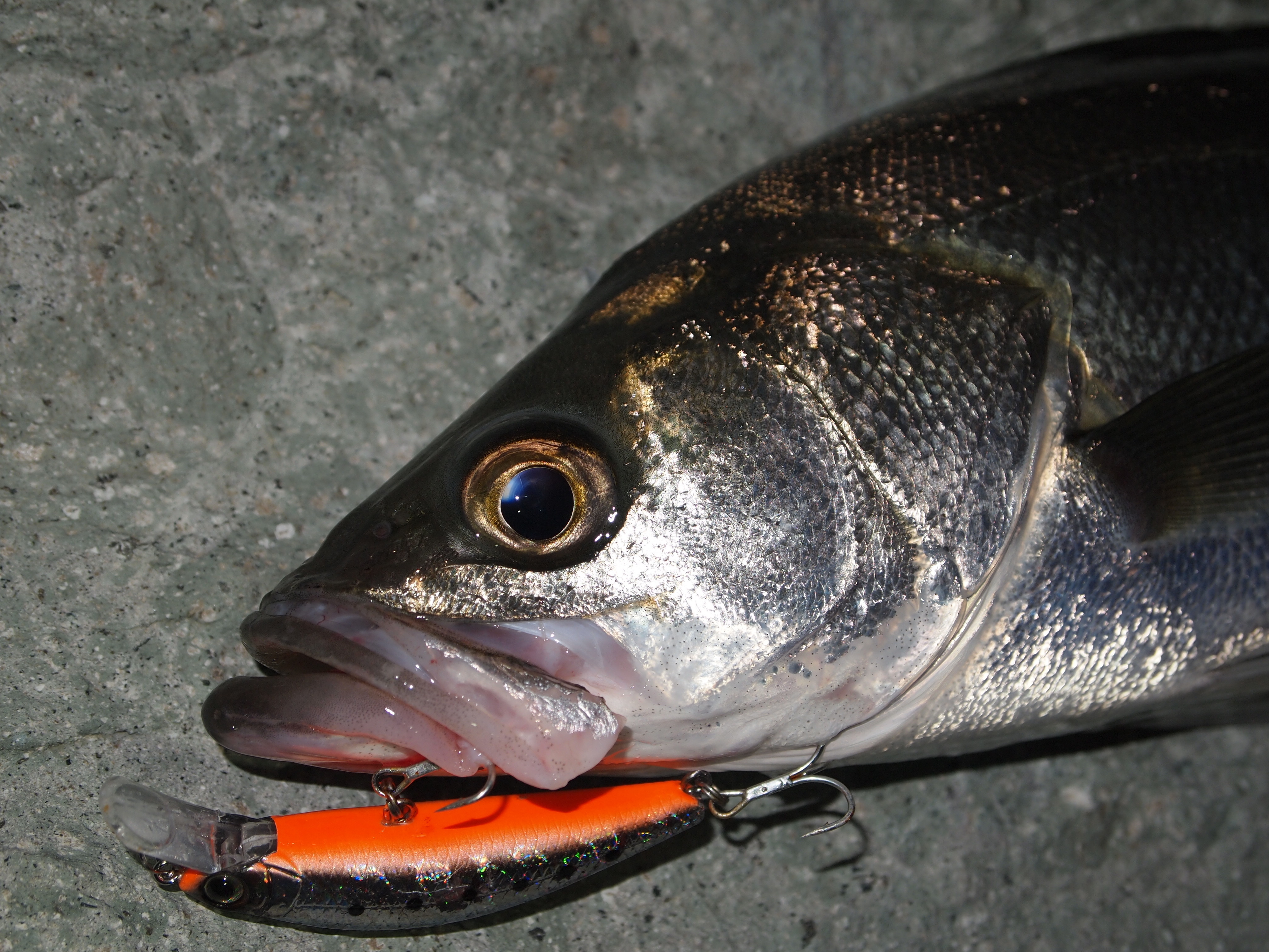 シンキングミノーとは?特徴と釣り方のポイント、動かし方などをご紹介!