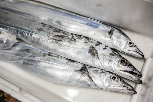 太刀魚の刺身の作り方は？皮や頭の処理の仕方、さばき方のコツをご紹介！