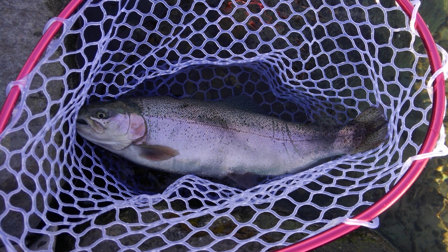 管釣りは初心者でも楽しめる！釣り方のコツやおすすめルアーをご紹介！