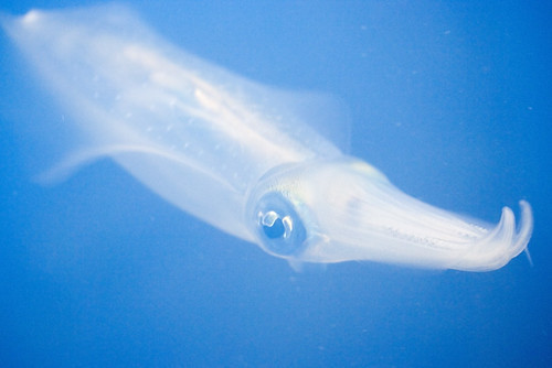 徳島の釣り場情報をまとめてご紹介！有名&穴場のポイントをご紹介！