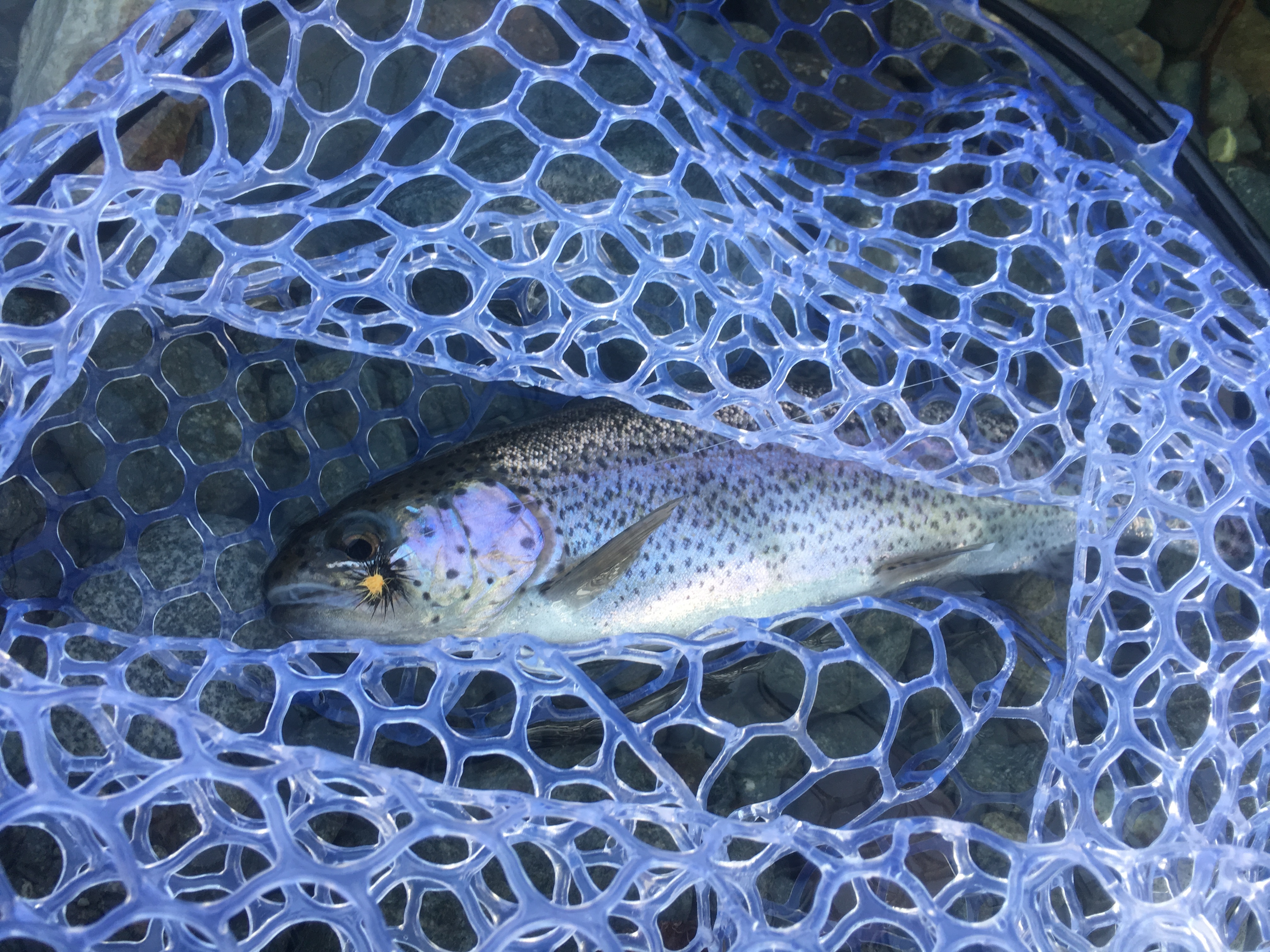 リヴァスポット早戸の攻略法は？人気の管理釣り場におすすめのタックルをご紹介！