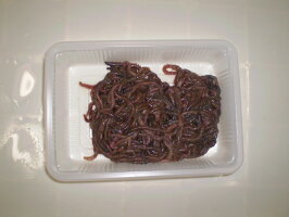 ジャリメどんなエサ?特徴や付け方のコツ、活かし方など入門情報をご紹介!