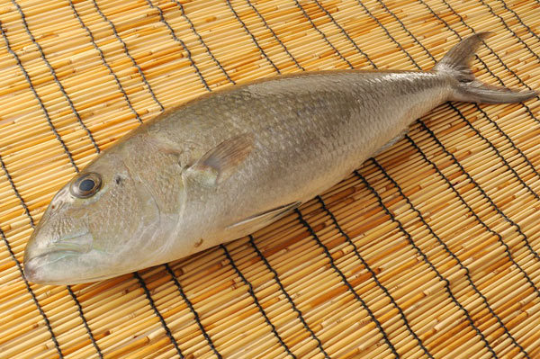アオチビキはどんな魚？沖縄などで釣れる高級魚の釣り方食べ方をご紹介！