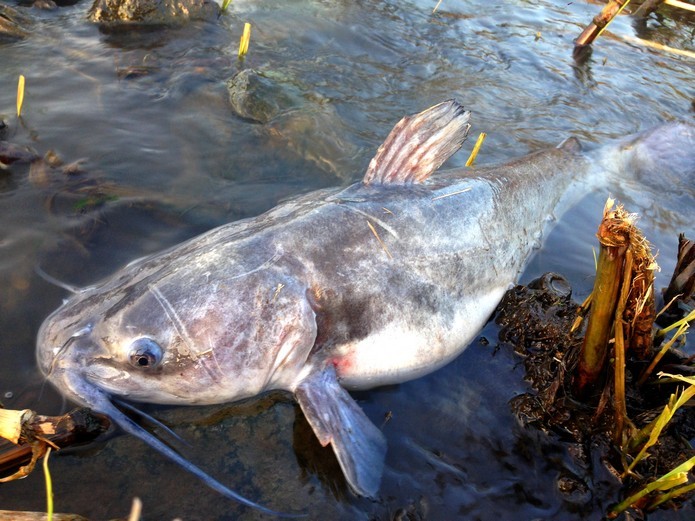 アメナマ（アメリカナマズ）の簡単な釣り方は？タックルやポイントをご紹介！