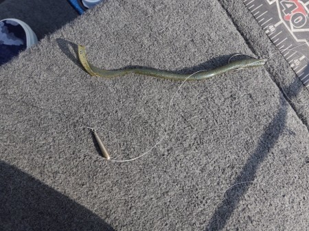 ヘビダンでバス釣り攻略！おすすめの使い方とリグをご紹介！