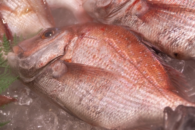 鳴門骨とは?天然物のタイで見つかる、特殊な骨が生まれる原因をご紹介!