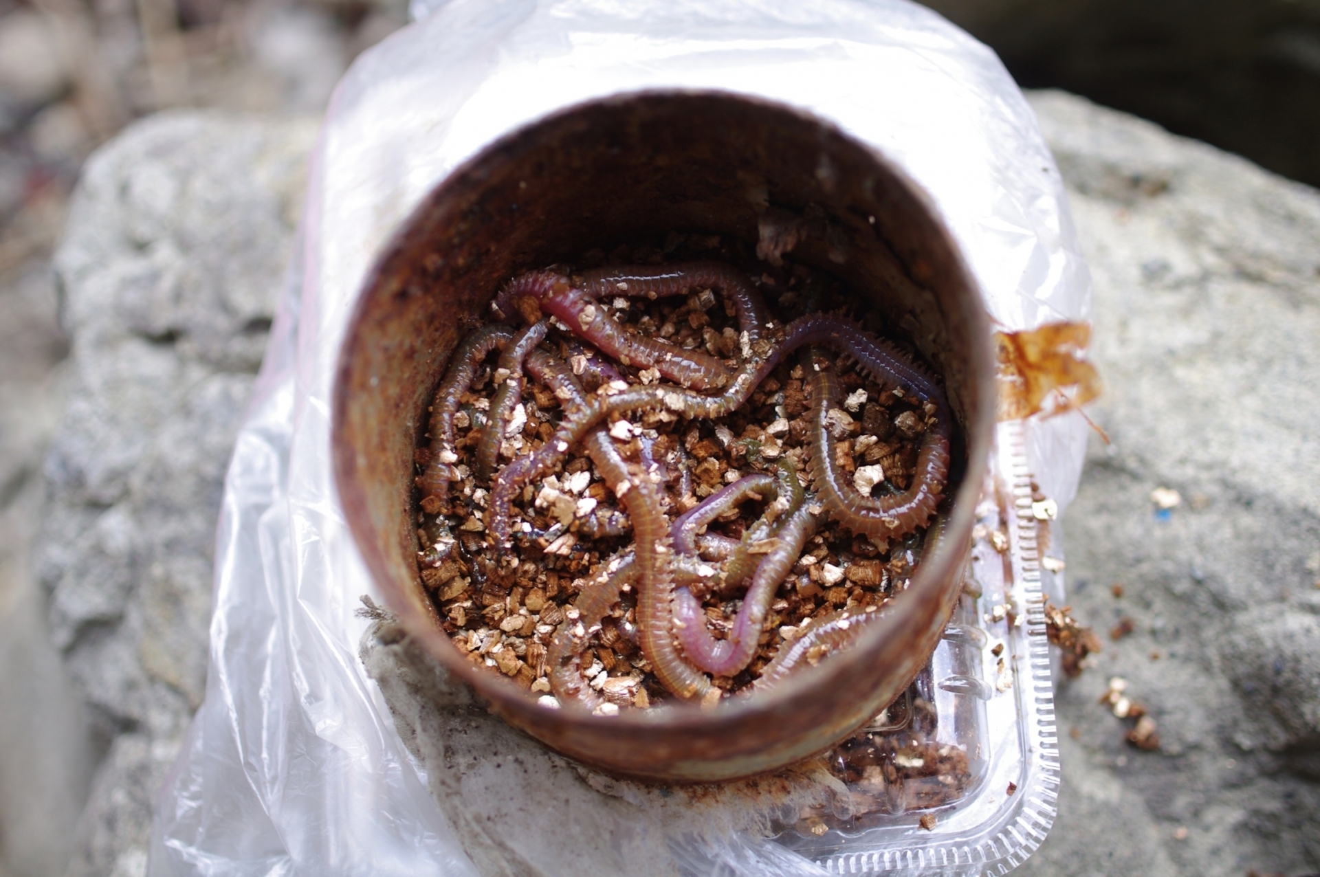 塩イソメの作り方は？余ったエサを保存できる簡単な締め方をご紹介！