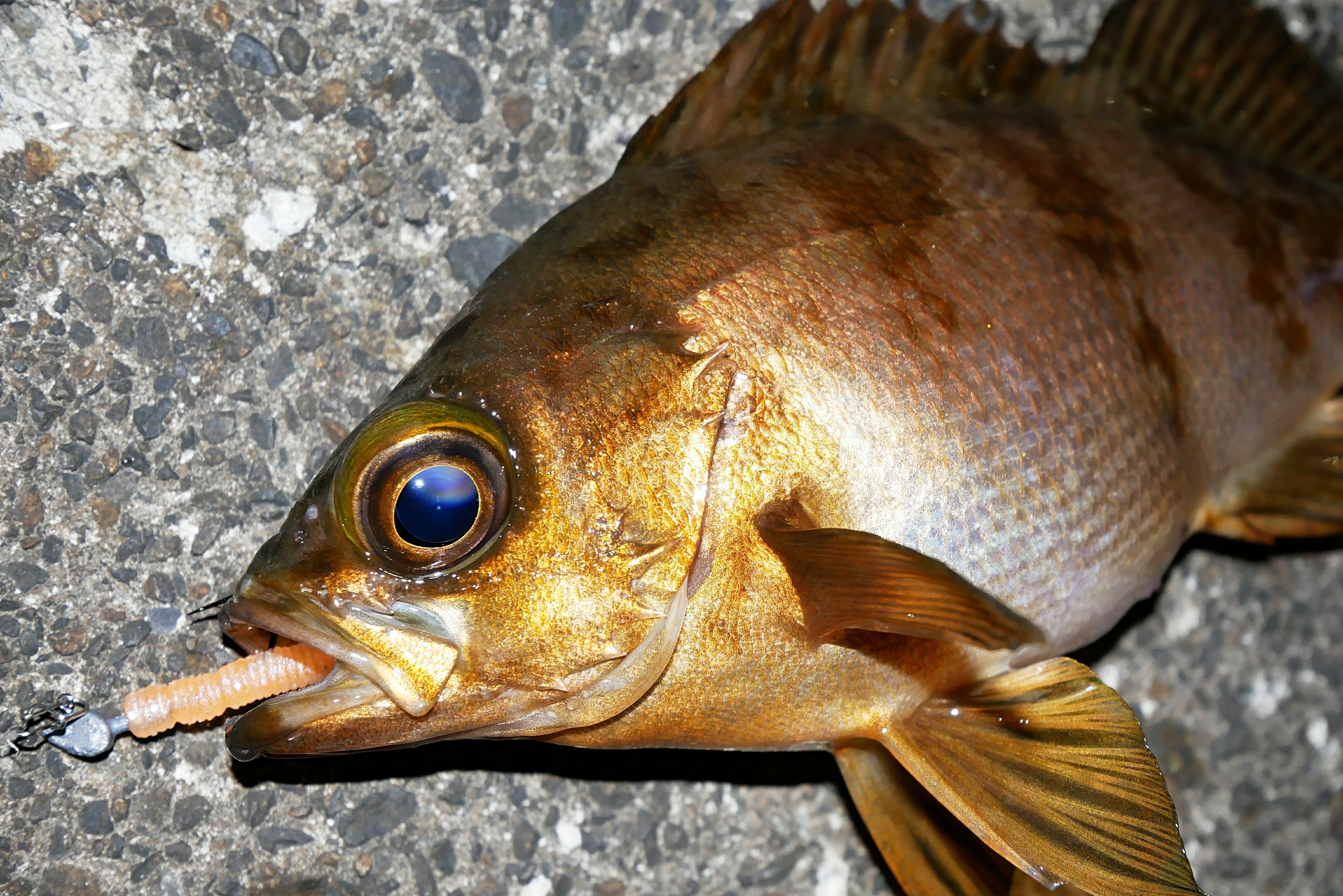 初めてのメバリングタックルの選び方講座！タックルはこう選ぶ！