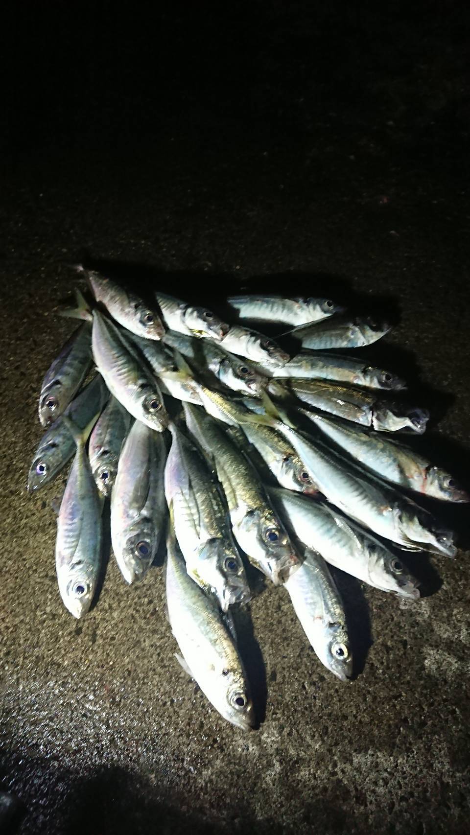 アジングで釣れないのはこれが原因！釣れない理由を把握して爆釣！