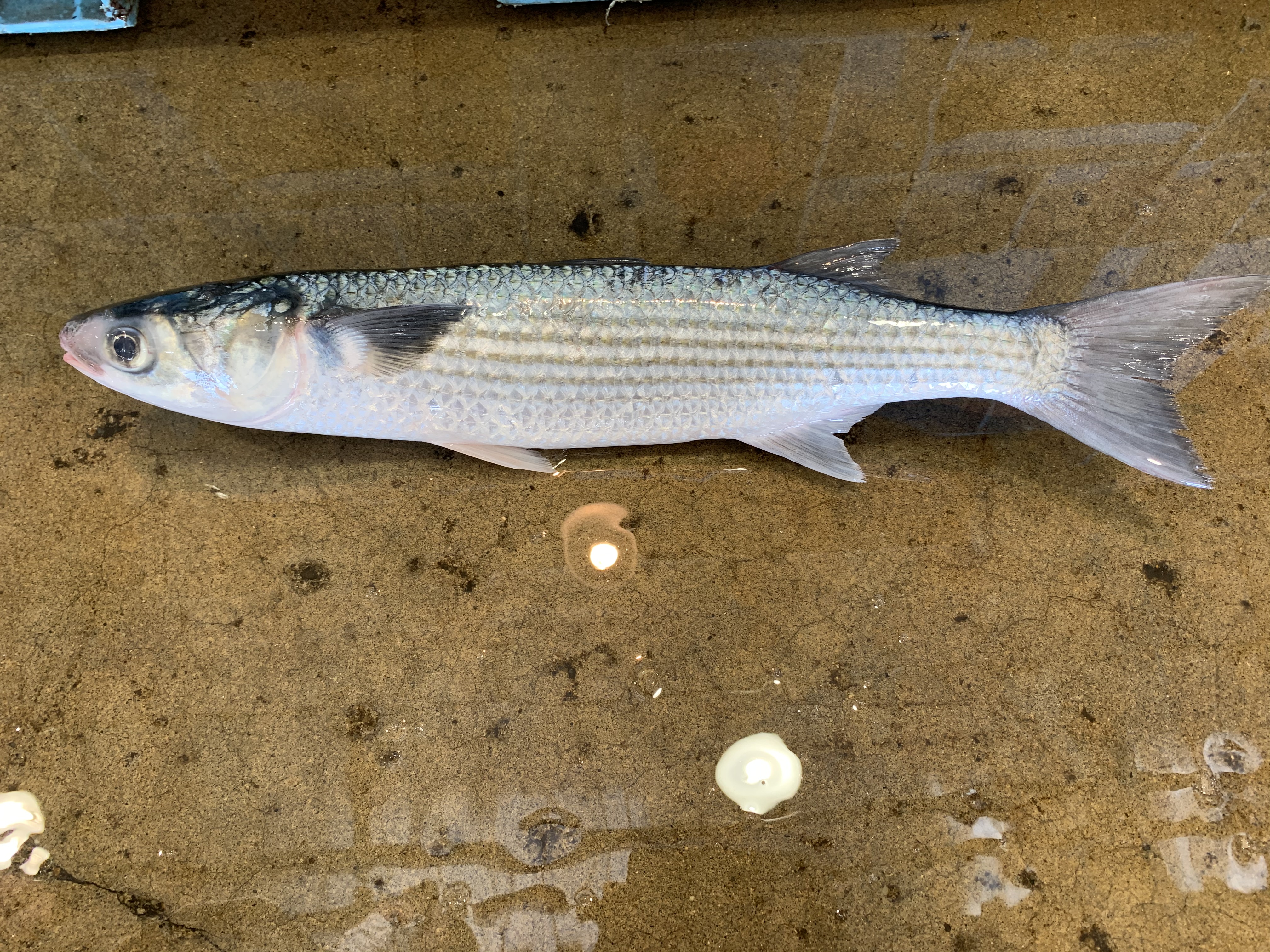 ボラってどんな魚？特徴や色々な名前の呼び方、料理方法までご紹介！