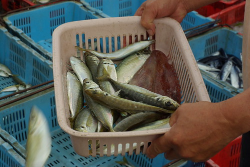 アジの締め方と持ち帰り方を解説!簡単な締め方のポイントは?