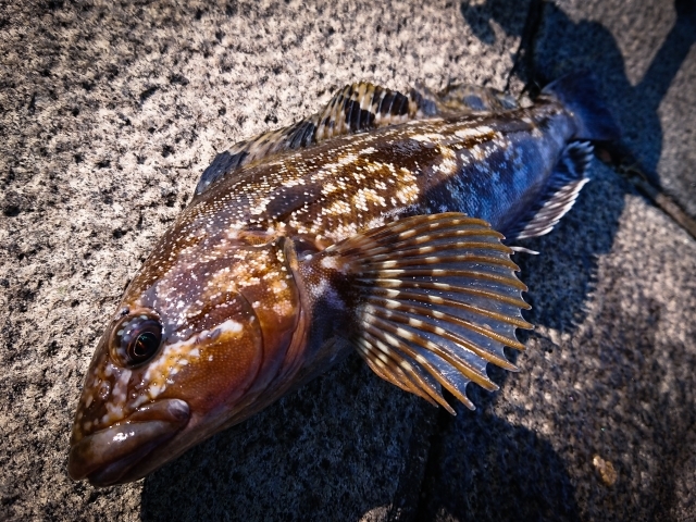 アイナメってどんな魚？特徴や生息地、旬の時期、おいしい料理方法をご紹介！