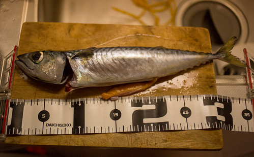 アイナメのさばき方は？料理するときのコツやさばき方のコツもご紹介！