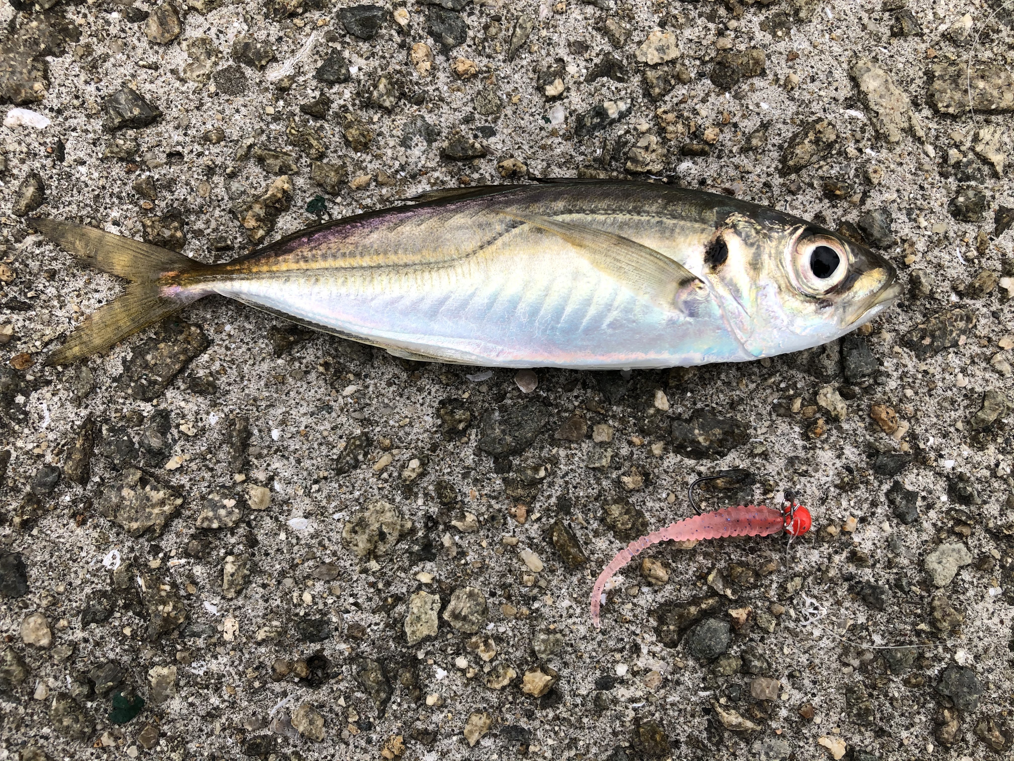 初心者でも釣れる！アジの釣り方を解説！釣り方に合わせたコツもご紹介！