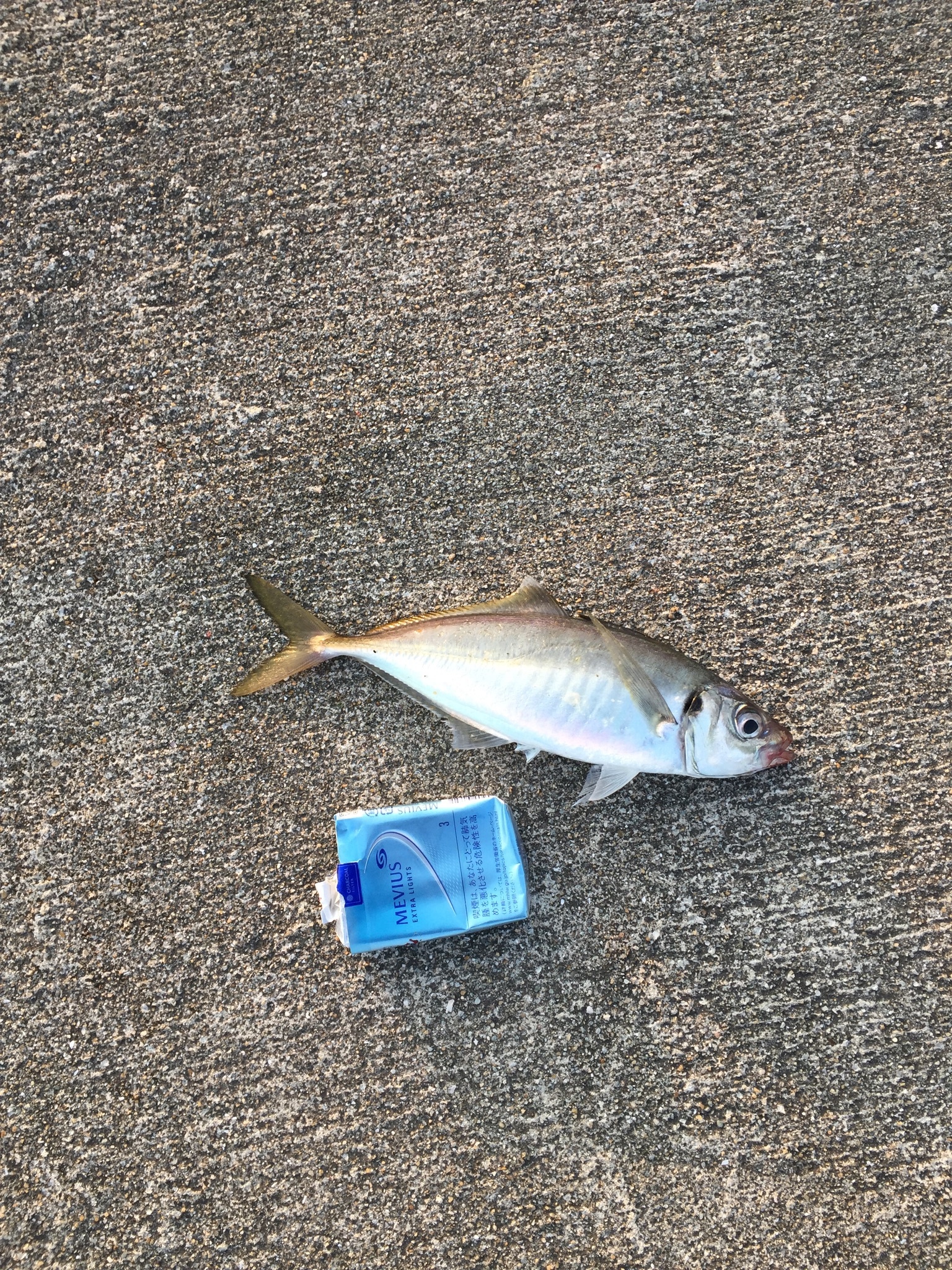 アジの釣り方に合わせた仕掛けをご紹介!初心者はどんな道具を選べば良い?