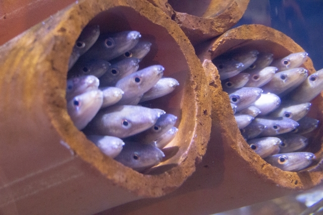 アナゴってどんな魚?特徴や生態、有名な産地をご紹介!