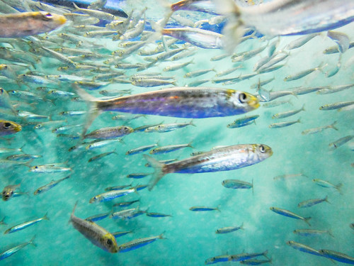 イワシのさばき方は？簡単にできる料理に合わせたさばき方をご紹介！