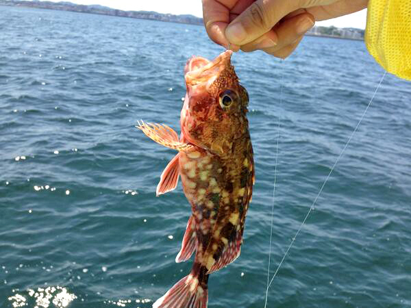 カサゴのさばき方は?料理によって違う適切なさばき方をご紹介!