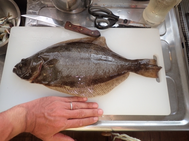 ヒラメのさばき方は?簡単にさばける料理の下処理の方法を解説!
