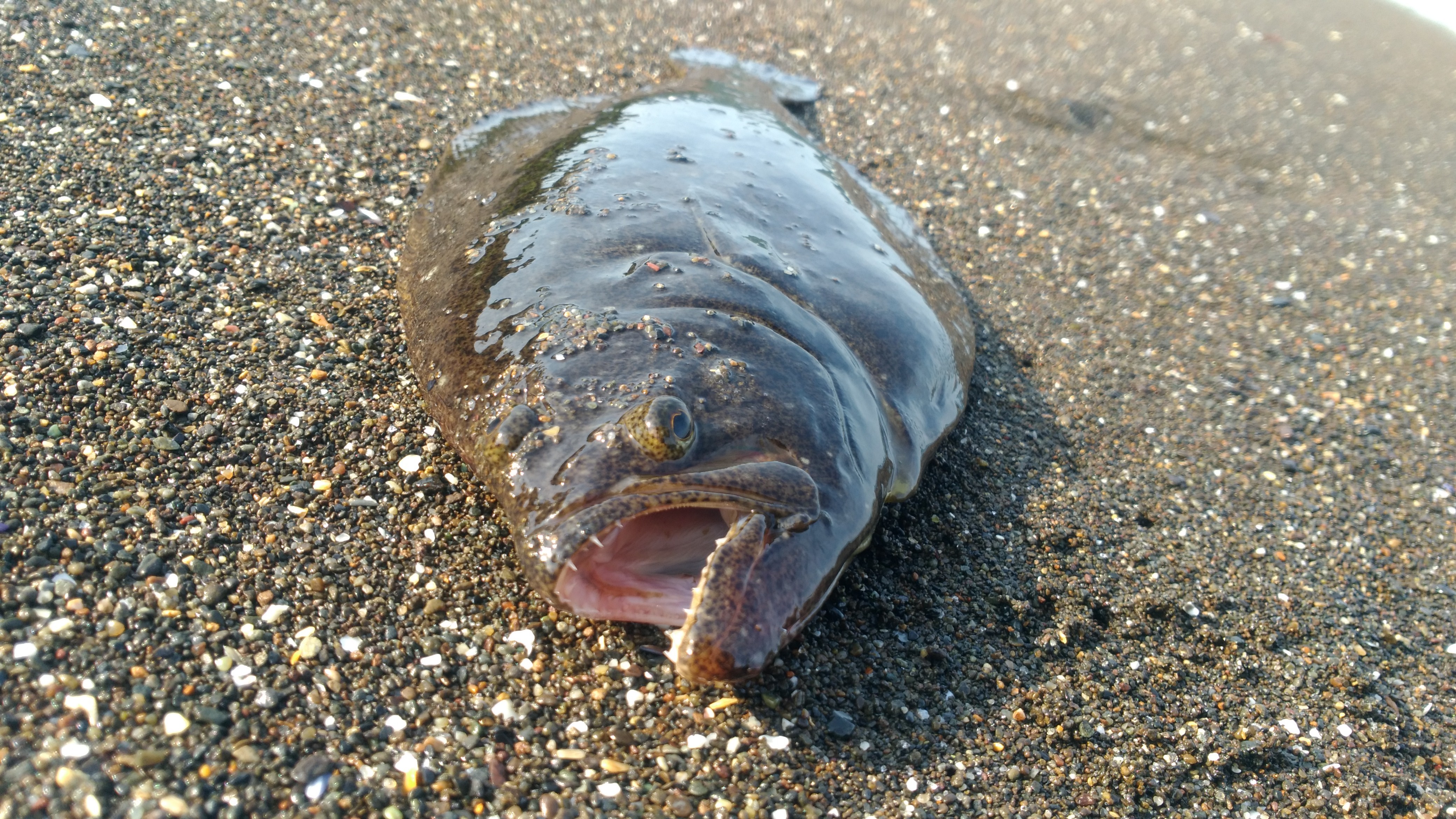 ヒラメの釣り方は？初心者にも釣れる大事なポイントを解説！