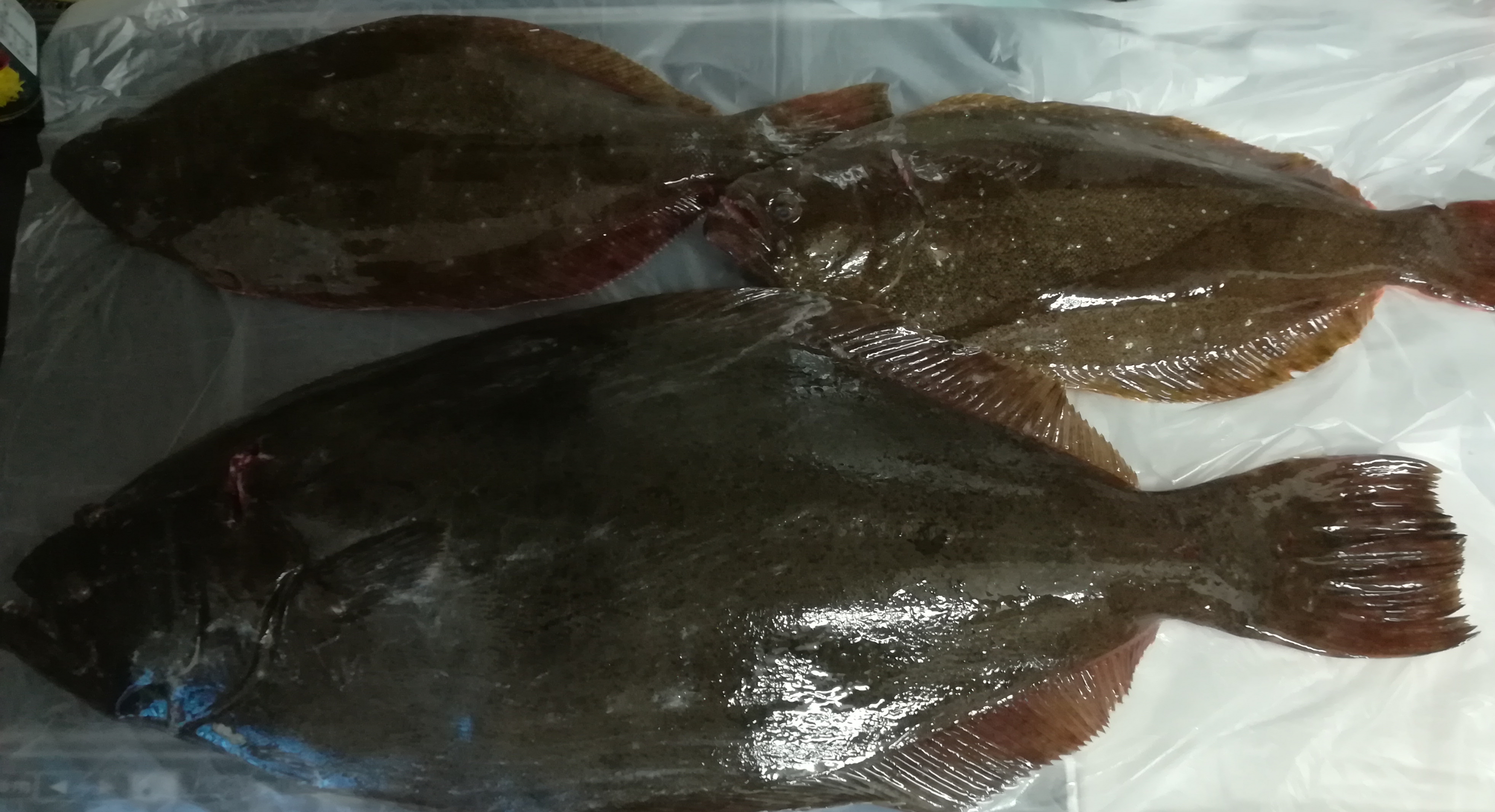 ヒラメってどんな魚？特徴や有名な産地、生態をご紹介！