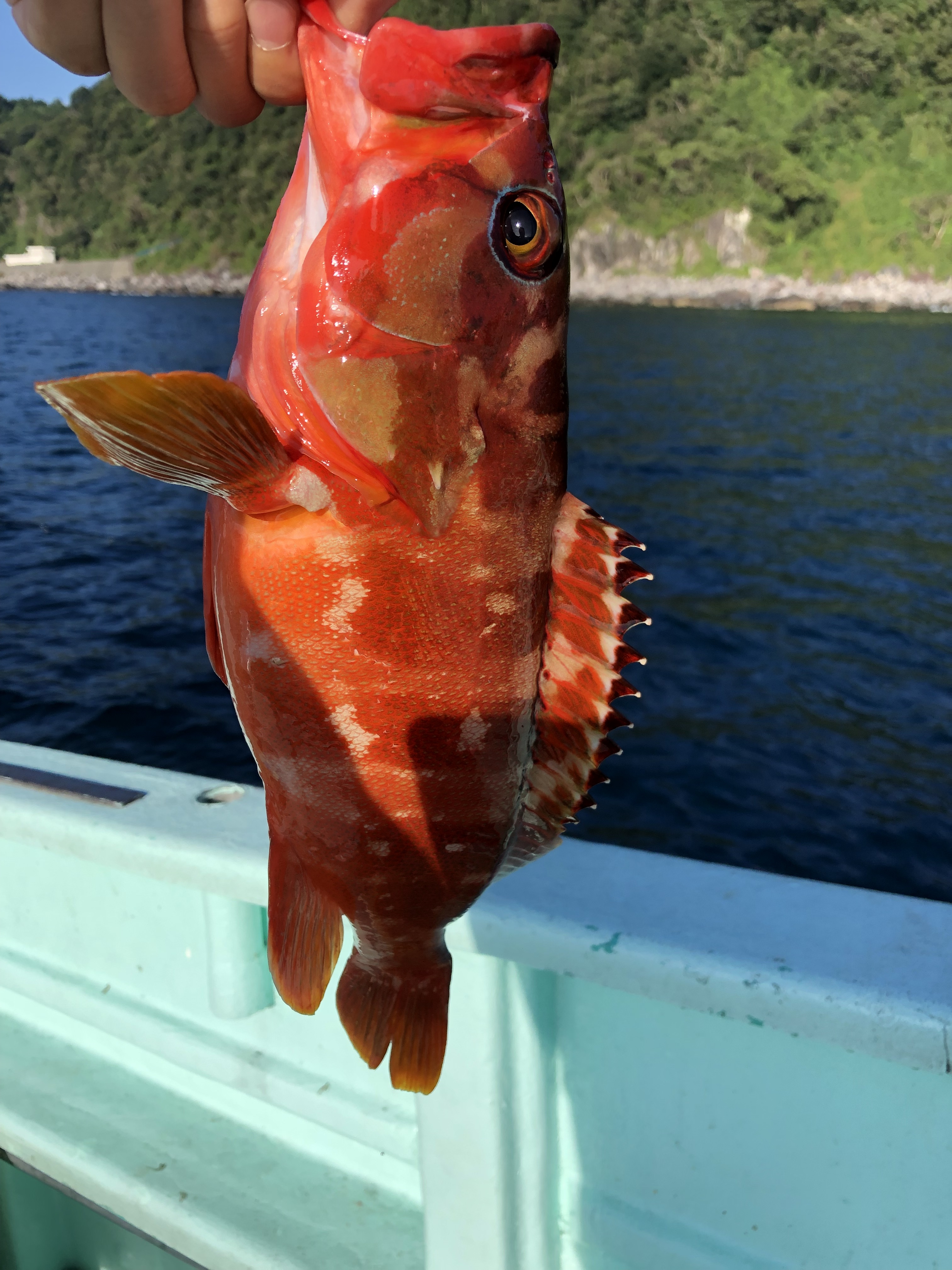 ハタゲームとは？ハタを狙うための大事なポイントを解説！