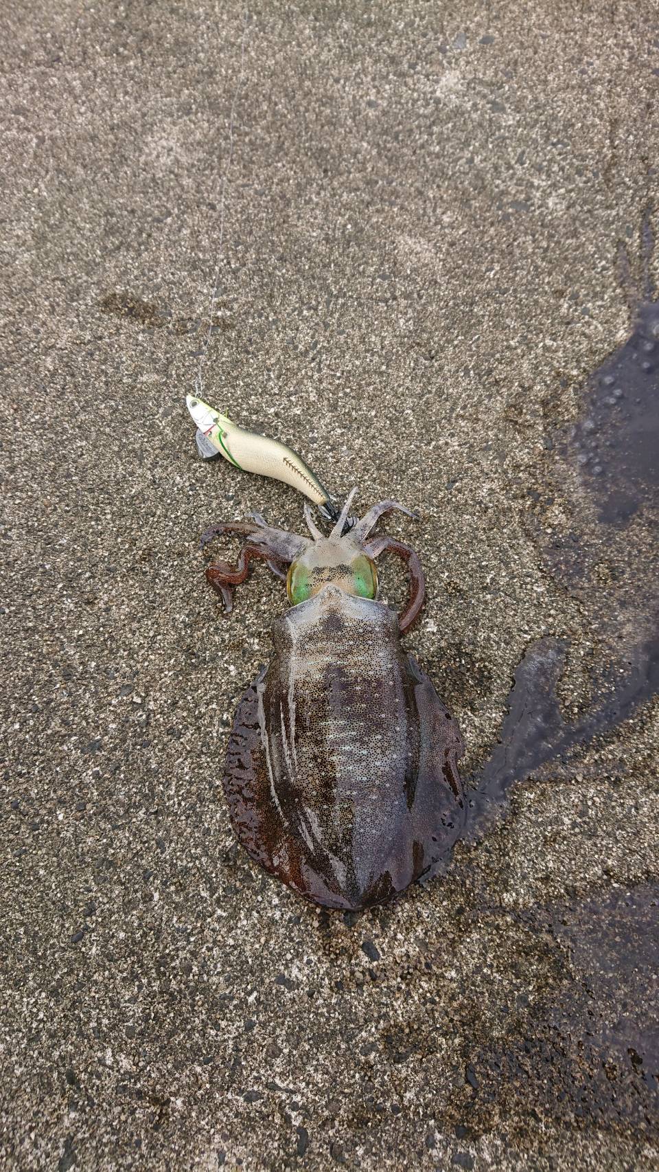 ティップランエギングには何が必要？おすすめタックルや仕掛けをご紹介！