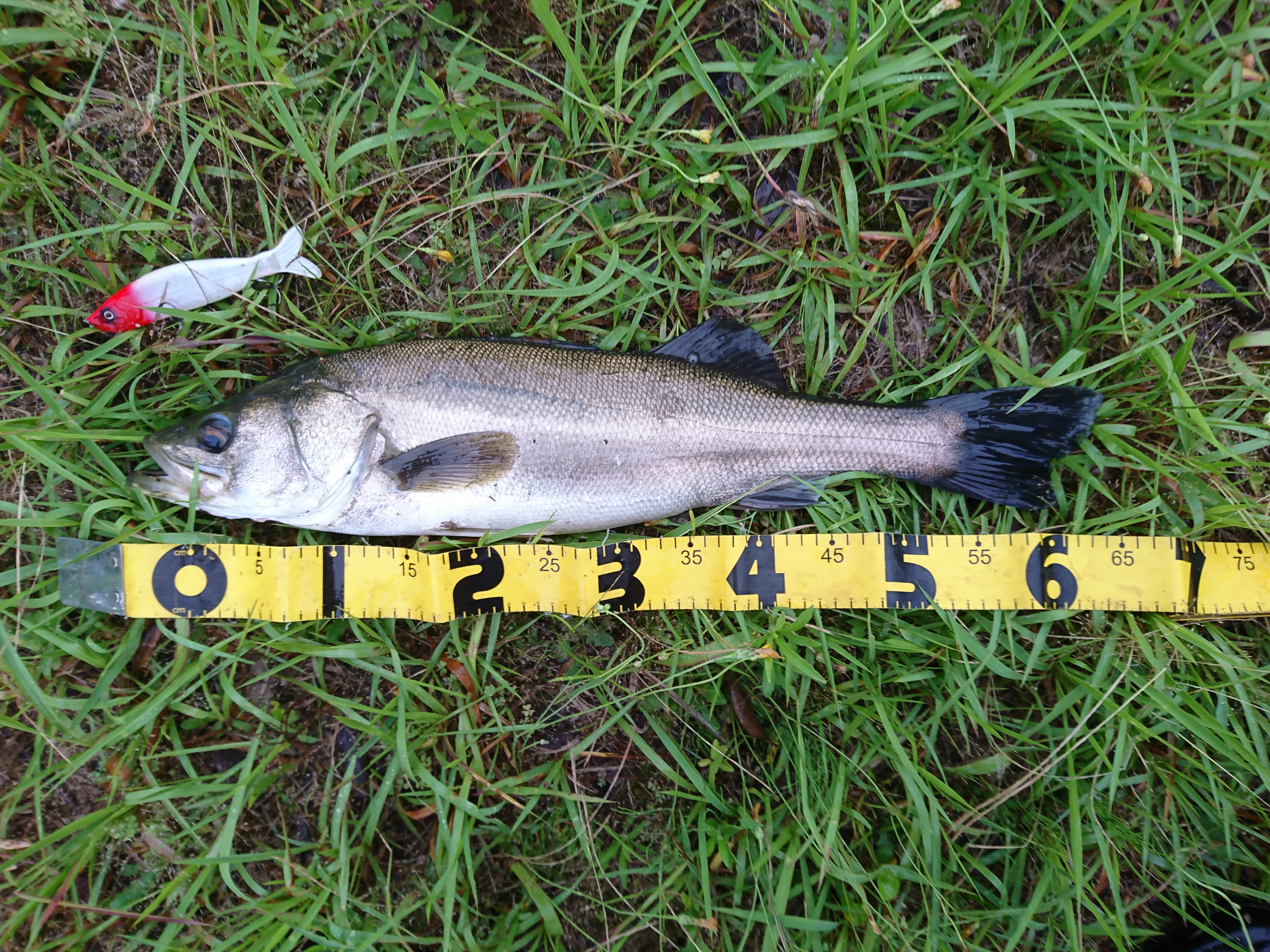 シーバスデイゲームの攻略法は？おすすめの釣り方や狙うポイントを解説！