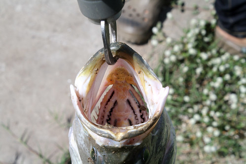 バス釣り初心者におすすめのタックル6選!すべてが揃うセットもご紹介!