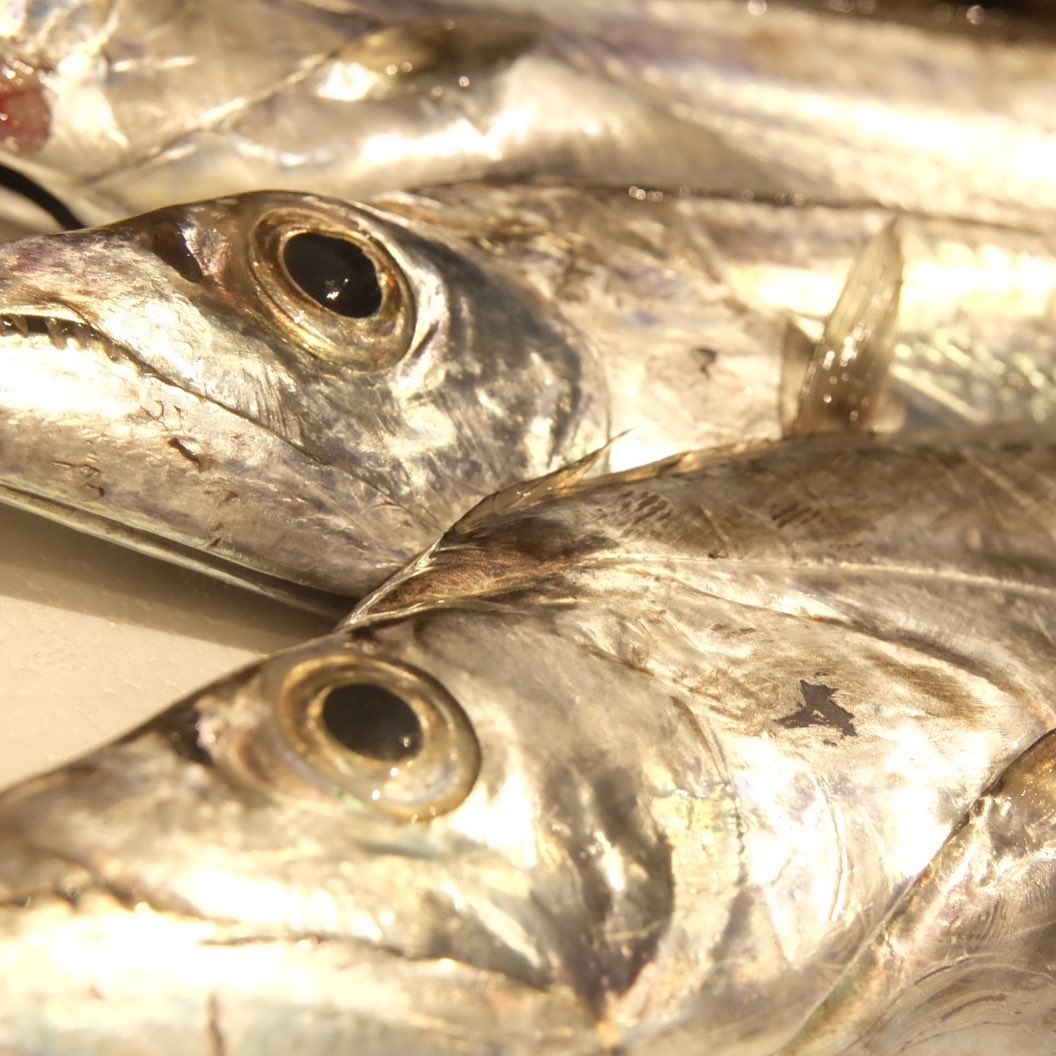 太刀魚テンヤの仕掛けやアクションを覚えて初心者脱却!釣り方のコツもご紹介!