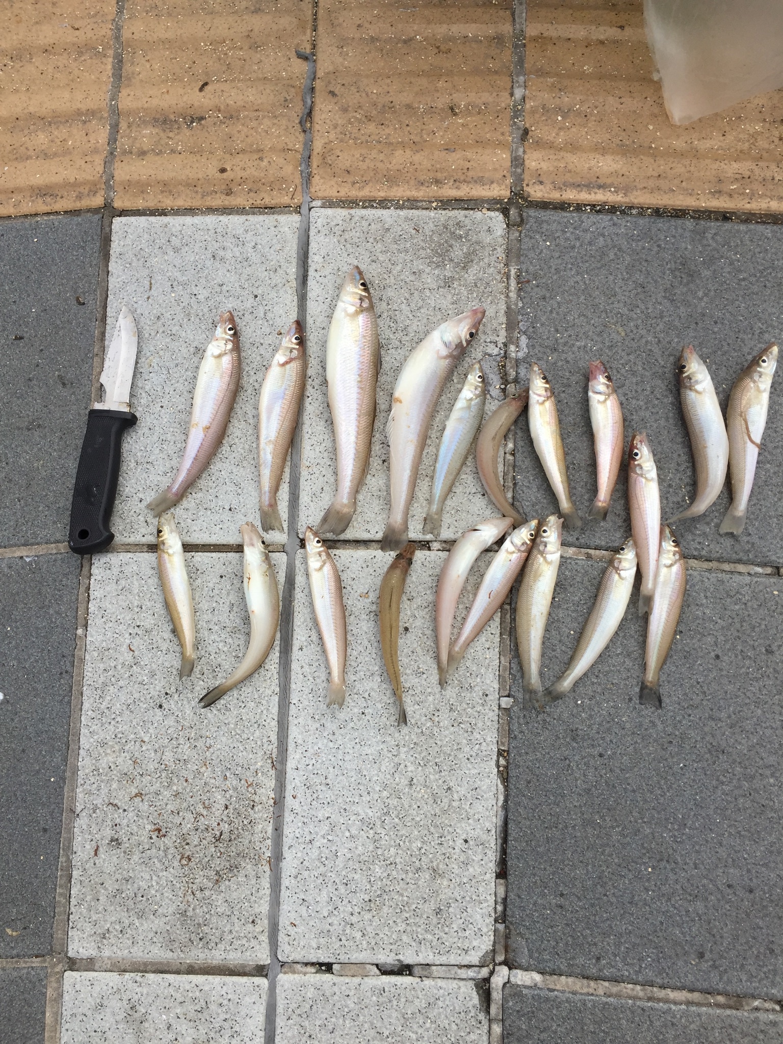 キスの釣り方はコレを覚えておけばOK！初心者向けに仕掛けやコツをご紹介！