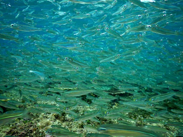 ミジュンってどんな魚？沖縄の大衆魚の食べ方＆釣り方を解説！