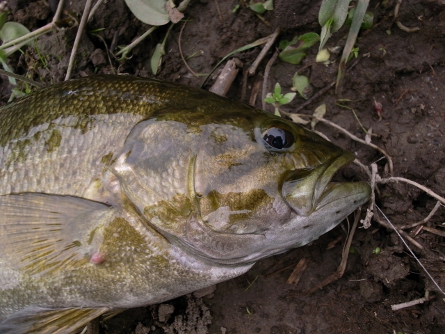 スプリットショットリグとキャロライナリグの違いは?それぞれの利点を解説!