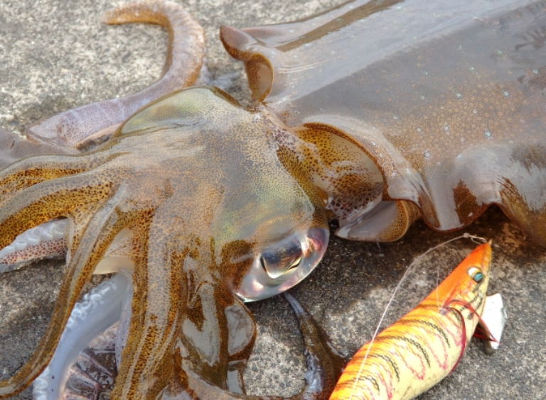 アオリイカのおすすめの食べ方は?おすすめの料理やさばき方を解説!