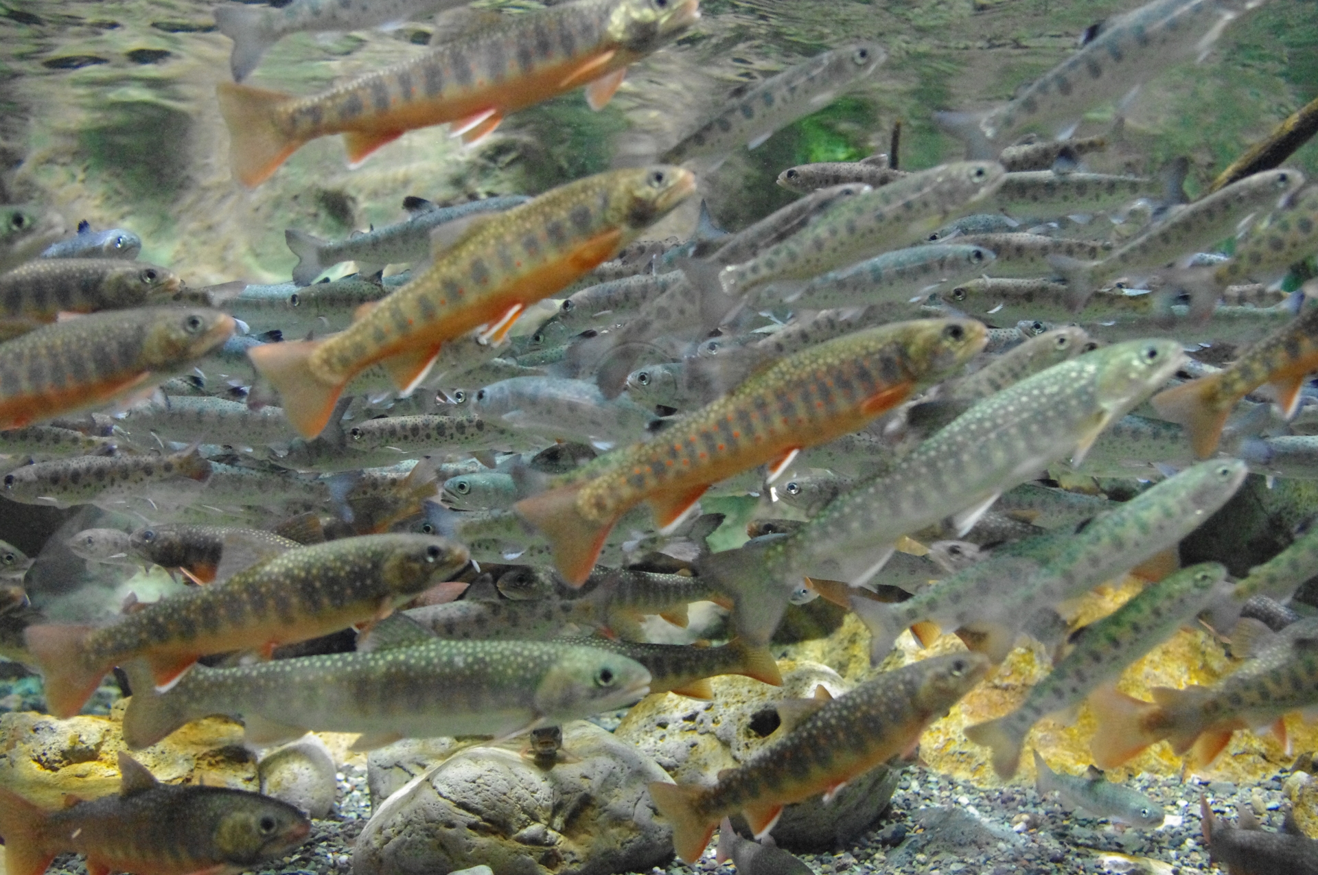 オショロコマってどんな魚？北海道に生息する絶滅危惧種を解説！